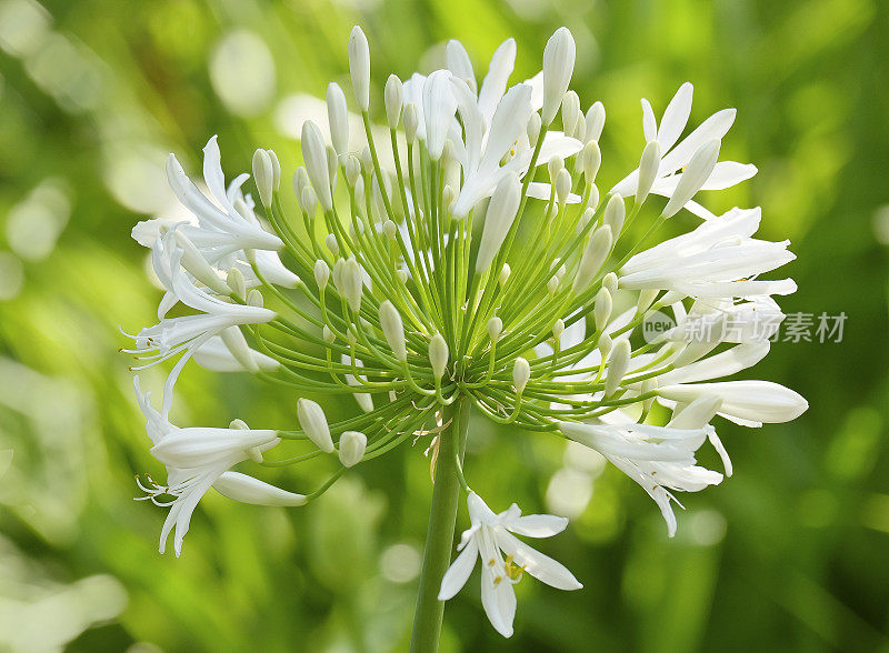 特写的白色非洲百合(Agapanthus) -马德拉